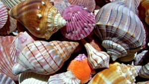 เปลือกหอยทะเลหลากสีธรรมชาติราคาต่ำ - Product Image 6
