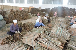 100% 天然优质决明粉，碎/分裂决明子，香烟决明子最优惠的价格产地越南/Shyn Tran + 84382089109