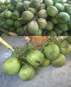 Mejor calidad de coco verde fresco para el Verano de 2020