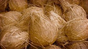 <span class=keywords><strong>OLD</strong></span> COCONUT/Matrue Coconut von Vietnam (WS: 0084987731263) - Product Image 6