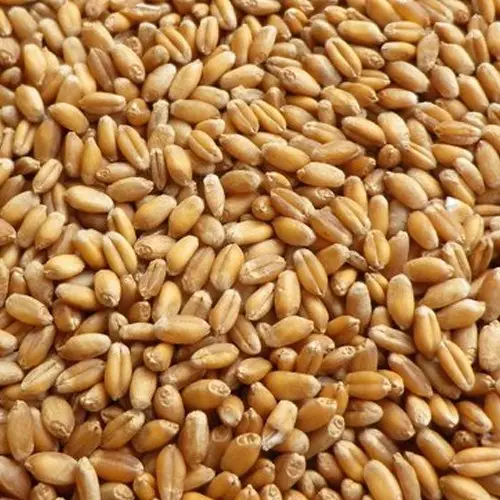 Grano di grano di alta qualità 100% grano biologico