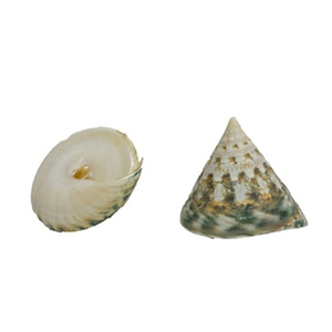 เปลือกหอย Trochus สีเขียวเปลือกหอยทะเลธรรมชาติเปลือกหอยจำนวนมาก - Product Image 1