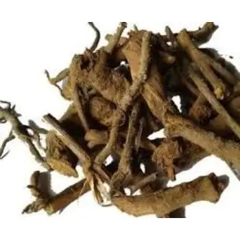 Inula Racemosa Pushkarmool Ramuan Ayurvedic, Suplemen Perawatan Kesehatan untuk Nyeri Sendi Ciscifuga Racemosa Triterpena Ramuan