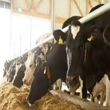 COFCO vente en gros d'aliments pour animaux à haute teneur en protéines poudre de gluten de maïs pour bovins porcs poulet vers de farine nourriture pour cheval chien vache son