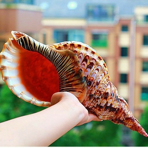 Large Crown Triton Conch <strong>Shells</strong> Oceanic Natural Clean Empty Trumpet Sea <strong>Shell</strong> Charonia Seashells - Product Image 4