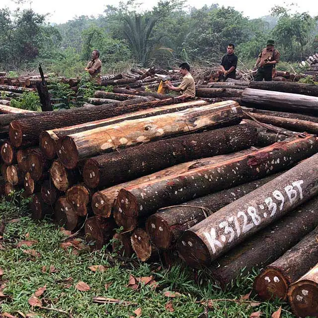 Indonesia log/lumber Merbau/Acacia/Indian wood for selling