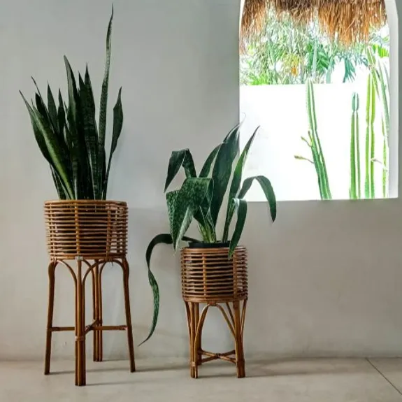 I prodotti più venduti supporto per piante naturali, interni per interni, decorazione per la casa supporto per piante in vaso di fiori di alghe