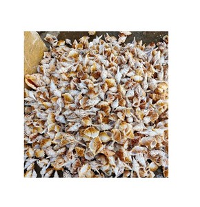 เปลือกหอยแห้งในเวียดนาม-เปลือกหอยขนาดเล็กสำหรับงานฝีมือที่มีราคาดี - Product Image 2
