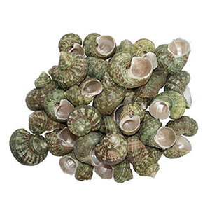 หอยทากเทอร์โบริ้ว,เปลือกหอยธรรมชาติ,เปลือกหอยทะเลจำนวนมาก - Product Image 1