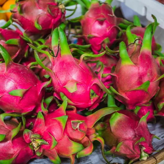 Buah naga merah putih segar