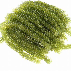 海のブドウ-緑のキャビア-ウミブド-ラトク-Caulerpa lentillifera-ウミブドゥ-脱水海のブドウ