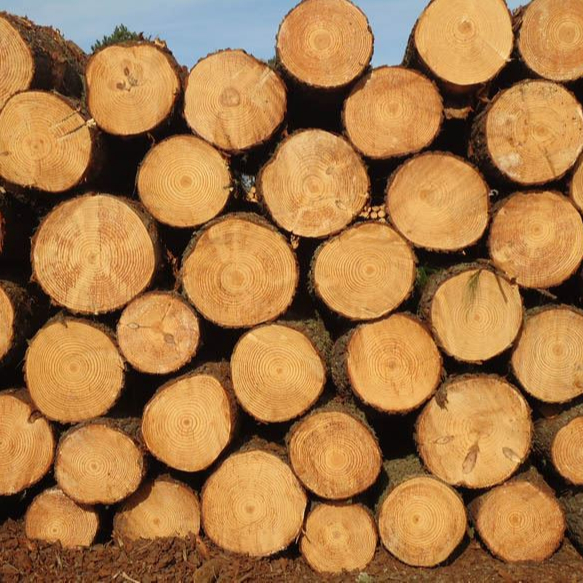 Pine Logs For Sale Germany Trade Buy Germany Direct From Pine Logs For Sale Factories At Alibaba Com Pine Logs For Sale Germany Trade Buy Germany Direct From Pine Logs For Sale Factories At Alibaba Com