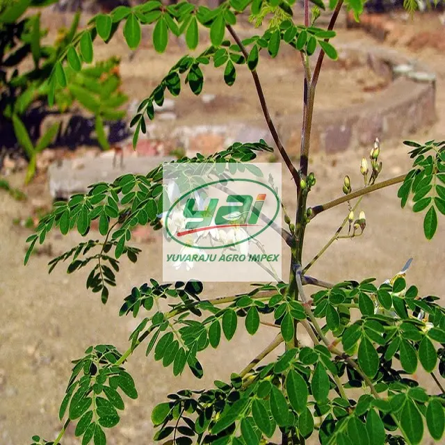 Hojas de Moringa, venta al por mayor