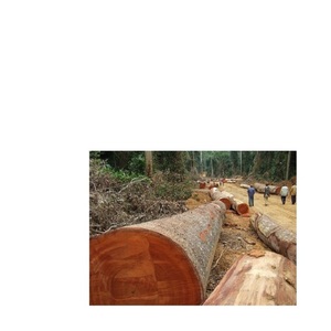 Sawn Teak Azobe günlükleri/kiraz günlükleri satılık düşük maliyetleri. - Product Image 2
