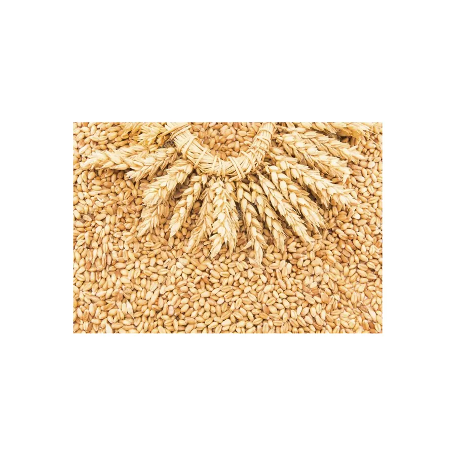 Super quality 100% organic wheat grain form manufacturer with high protein contain for sale, wheat wholesale