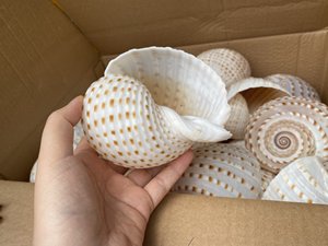 เปลือกหอยทะเลธรรมชาติในขนาดต่างๆสำหรับร้านลูกปัดและของตกแต่งบ้าน - Product Image 2