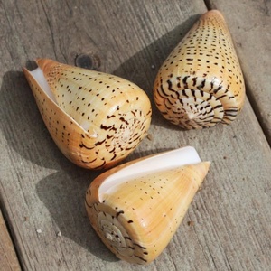 Bel guscio di lumaca sfuso origine in Vietnam/guscio di abalone lucido 99GD - Product Image 5