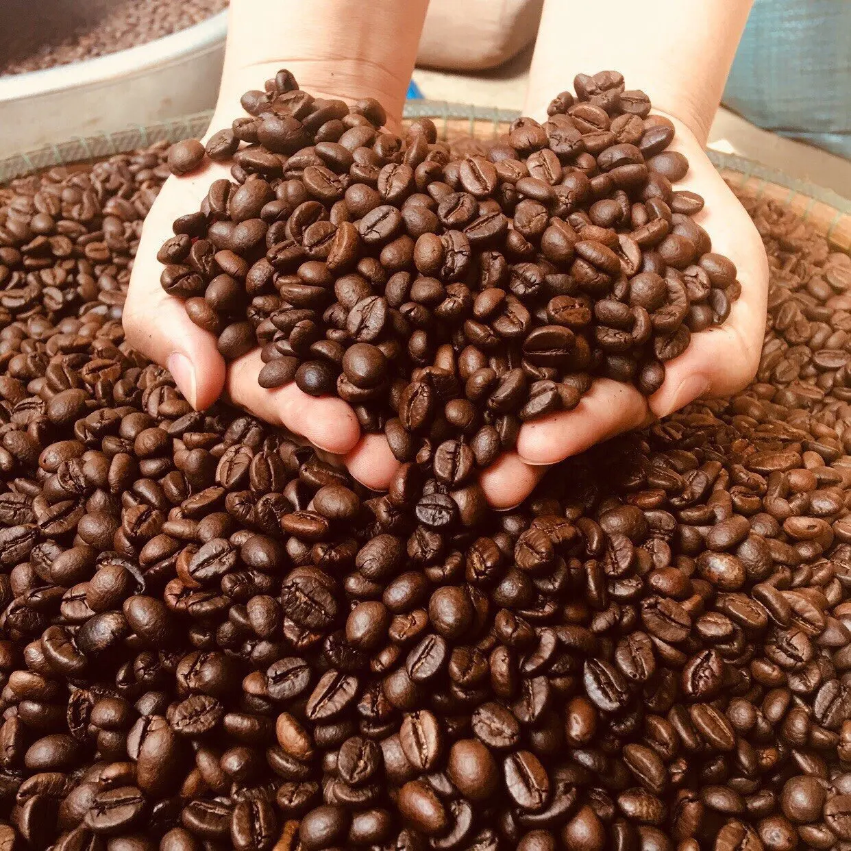 OEM NATÜRLICHE ROBUSTA ARABICA GEBRATENE KAFFEEBOHNEN-WhatsApp/Viber: 84 984846180