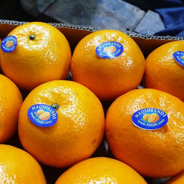 Kino naranja mandarina Kinnow de Pakistán (Naqshbandi las empresas Pakistán)