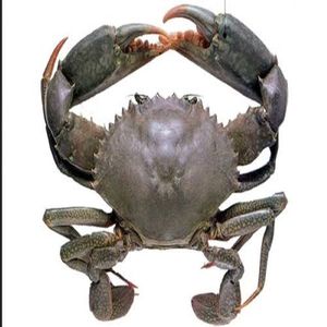 High Quality Frozen King Crabs - Product Image 6