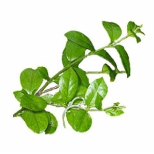 PURE INDIAN HERB Gymnema Sylvestre GURMAR Gymnema Sylvestre - Product Image 1