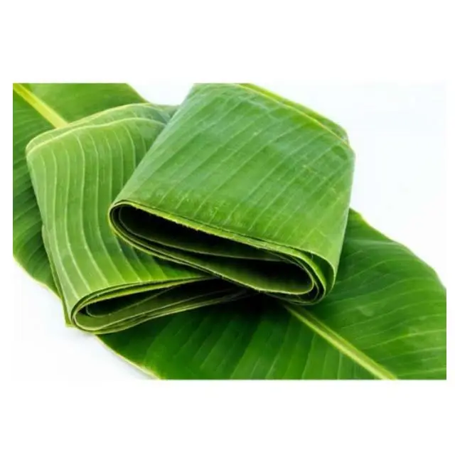 Verde fresco orgánico tropical de hoja de plátano mejor precio para venta al por mayor de calidad premium y el diferente tamaño S M L origen Vietnam