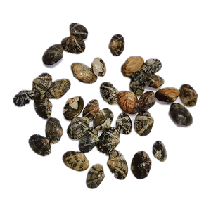 魚介類輸出冷凍生きた貝殻殻殻殻なし青ムール貝肉 - Product Image 1