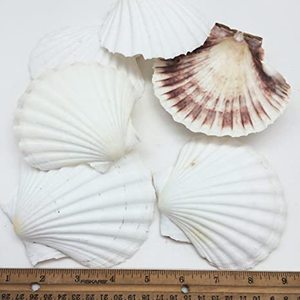 Wholesale Sea <strong>Shell</strong> for Restaurant Decoration/SeaShell for Export/ Scallop Sea <strong>Shell</strong> Ms. Lily +84 906 927 736 - Product Image 2