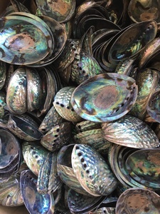 Kesilmiş/kesilmiş ve temiz deniz kabuğu/kesilmiş Cowrie kabuğu ile doğal deniz kabuğu - Product Image 3