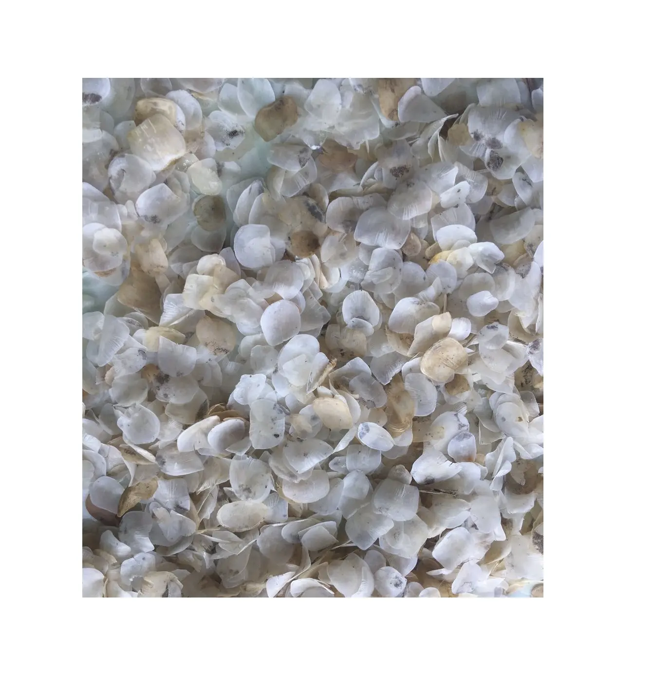 Dried fish scales Dried Fish Scales For Collagen With The Best Price In Vietnam ( Annie 0084702917076 WA) 99 Gold Data
