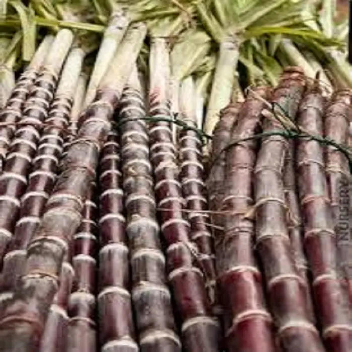 Canoa de açúcar fresco vietnamita (saccarum oficial), melhor preço