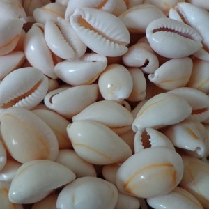 Cowrie kabukları Cowry Cowrie kabuklu deniz kabukları 1 veya 2 delik plaj doğal kabukları el sanatları 2022 - Product Image 4