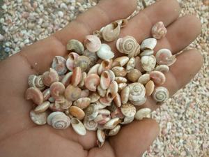 Molti tipi di conchiglie di conchiglie di Abalone gusci conici conchiglie di ciprea con forme diverse per il Design - Caryln - Product Image 5
