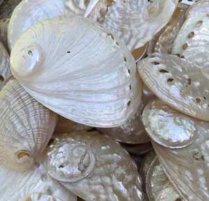 Polished Abalone <strong>Shell</strong> Bulk Price Perlized Seashells Pearl White Abalone <strong>Shells</strong> - Product Image 2