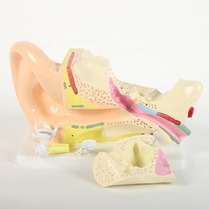 Anatomi modeli insan kulak öğretim simülasyon iç ilaç numune kalıp orta kulak üç kez kulak - Product Image 1