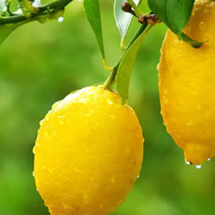 고품질의 신선한 레몬 신선한 감귤류 판매