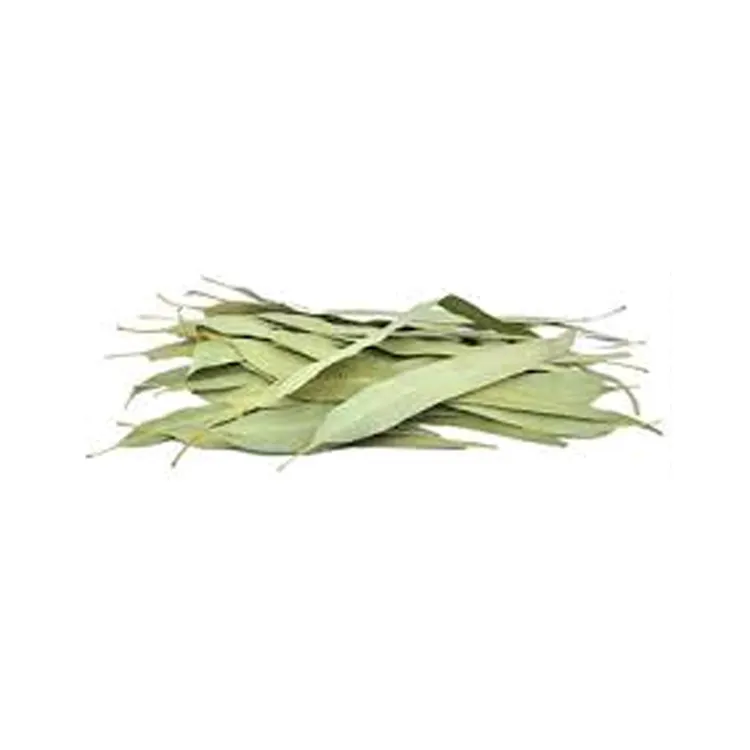 Hot Selling Natural Eucalyptus Leaves TBC for Wholesale Purchase