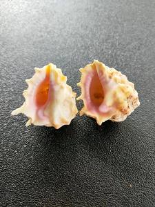 Molti tipi di conchiglie di conchiglie di Abalone gusci conici conchiglie di ciprea con forme diverse per il Design - Caryln - Product Image 2