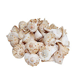 หอยทากเทอร์โบริ้ว,เปลือกหอยธรรมชาติ,เปลือกหอยทะเลจำนวนมาก - Product Image 6