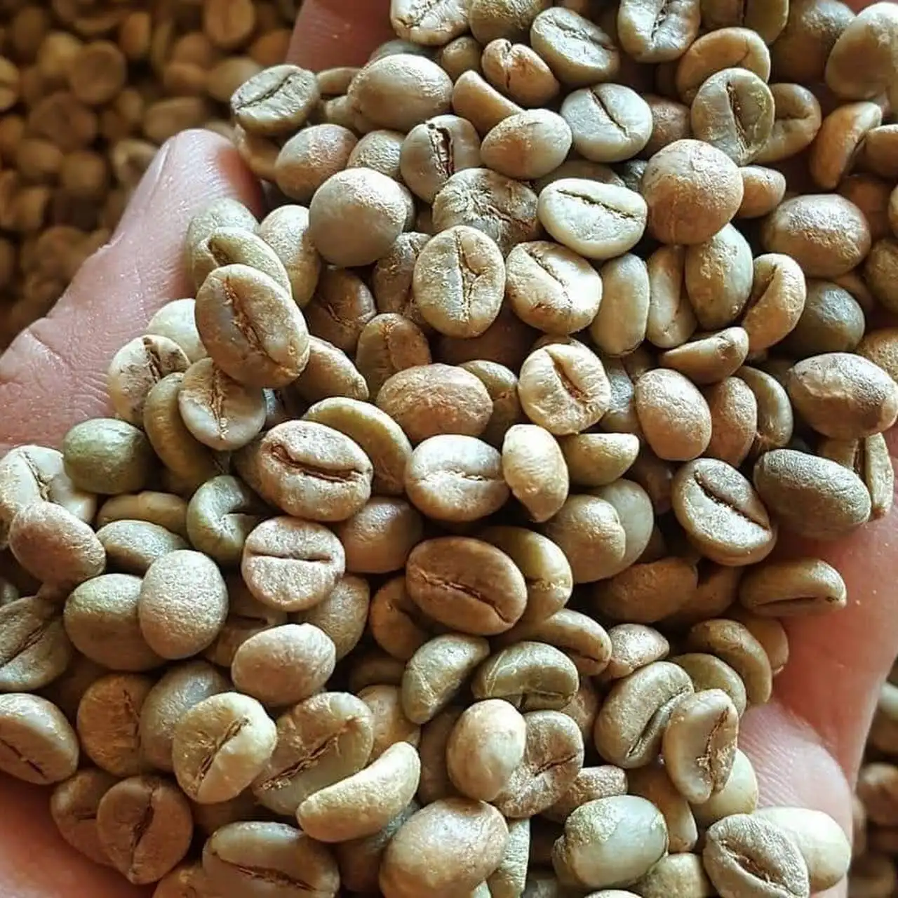 Wholesale Vietnam Robusta Green Coffee Beans In Bulk with Low Price / Best Robusta Green Coffee Beans / WhatsApp +84-902803631