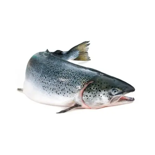 Pronto per essere nave salmone selvatico congelato, filetti di pesce salmone congelato, filetto di salmone (congelato di alta qualità