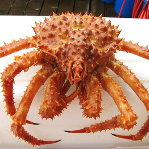 Fresh Red King Crab Fresh/Frozen/Live Red King Crabs, Soft Shell Crabs, Blue Swimming Crabs &amp; Snow Crabs-wholesale - Product Image 2