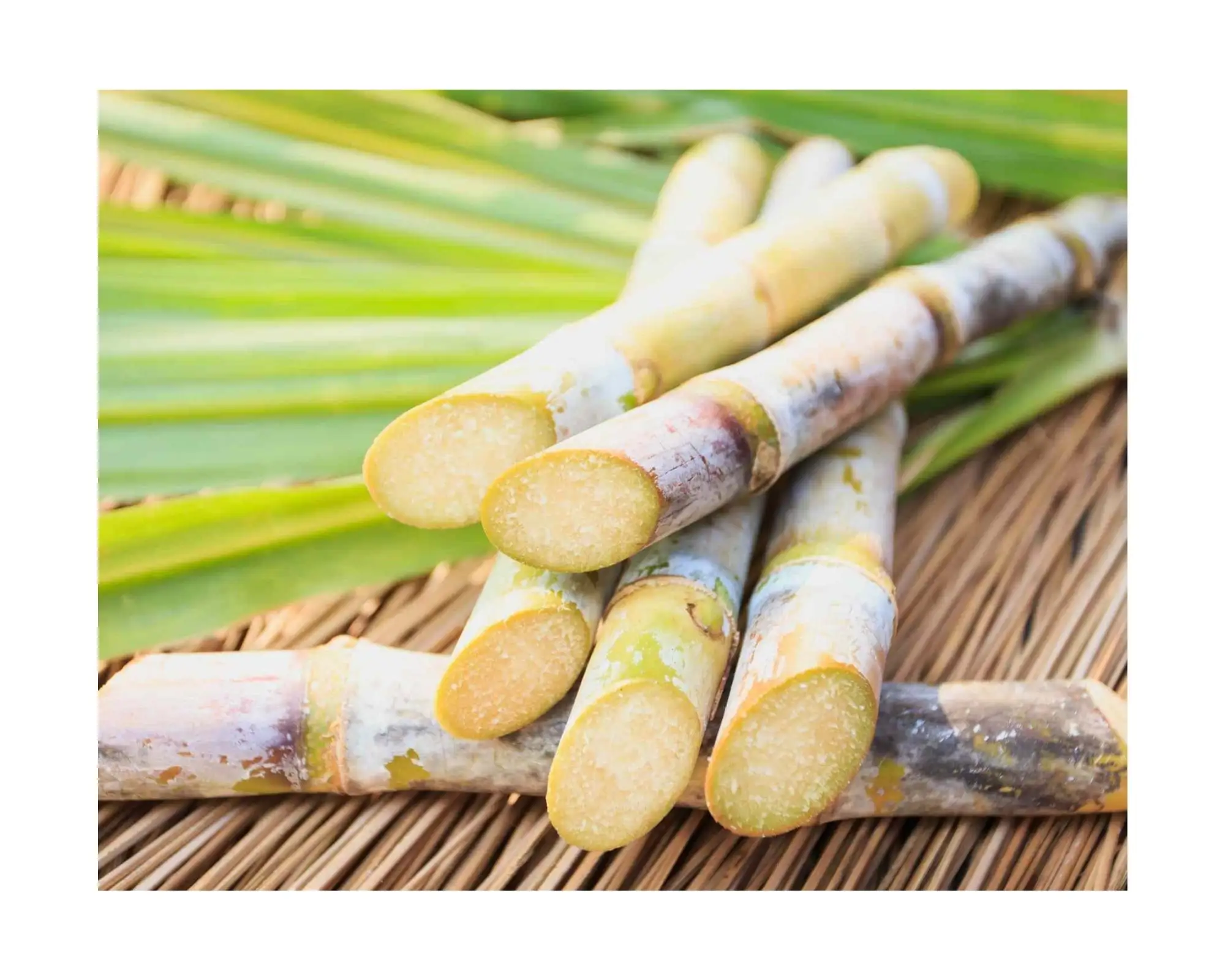 Prodotti agricoli canna da zucchero congelata di alta qualità Vietnam canna da zucchero bastone materie prime fresche ISO alimentare per cucinare-bere
