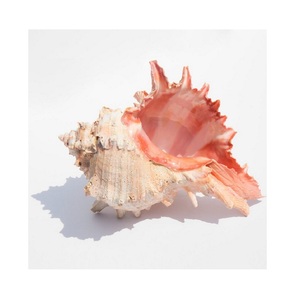 CONCH <strong>SHELL</strong> ROSE MUREX <strong>SHELL</strong> and RAMOSUS MURES BABY <strong>SHELL</strong> FROM VIET NAM 99 Gold Data - Product Image 1