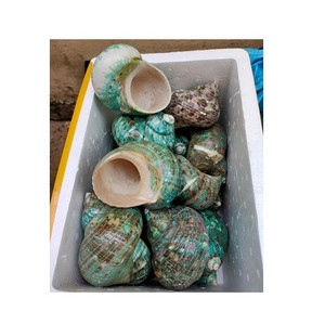 Molti tipi di conchiglie di conchiglie di Abalone gusci conici conchiglie di ciprea con forme diverse per il Design - Caryln - Product Image 1