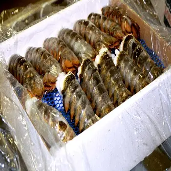 Langosta canadiense de calidad, pescado de orugas congelados, cocido redondo/congelados/crudo