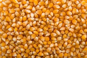 Natural Yellow Dried <strong>Maize</strong>/<strong>Corn</strong>
