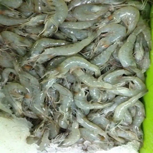 Cheap Shrimp Seafood High Quality Frozen Vannamei Shrimp,Quality price Frozen WILD Red Shrimp for sale