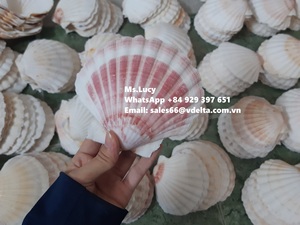 Wholesale Sea <strong>Shell</strong> for Restaurant Decoration/SeaShell for Export/ Scallop Sea <strong>Shell</strong> Ms. Lily +84 906 927 736 - Product Image 4