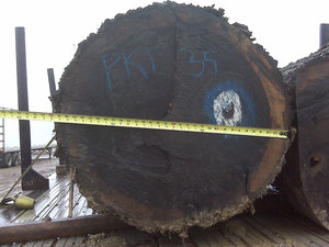 Canadian Hard Maple/ <strong>Black</strong> Walnut/ <strong>Ash</strong> Veneer <strong>Logs</strong>, 12-30 Inches